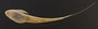 Loricaria gymnogaster 77 mmSL FMNH 55138 ventral